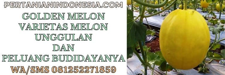 melon,golden,varietas,melon golden,melon kuning